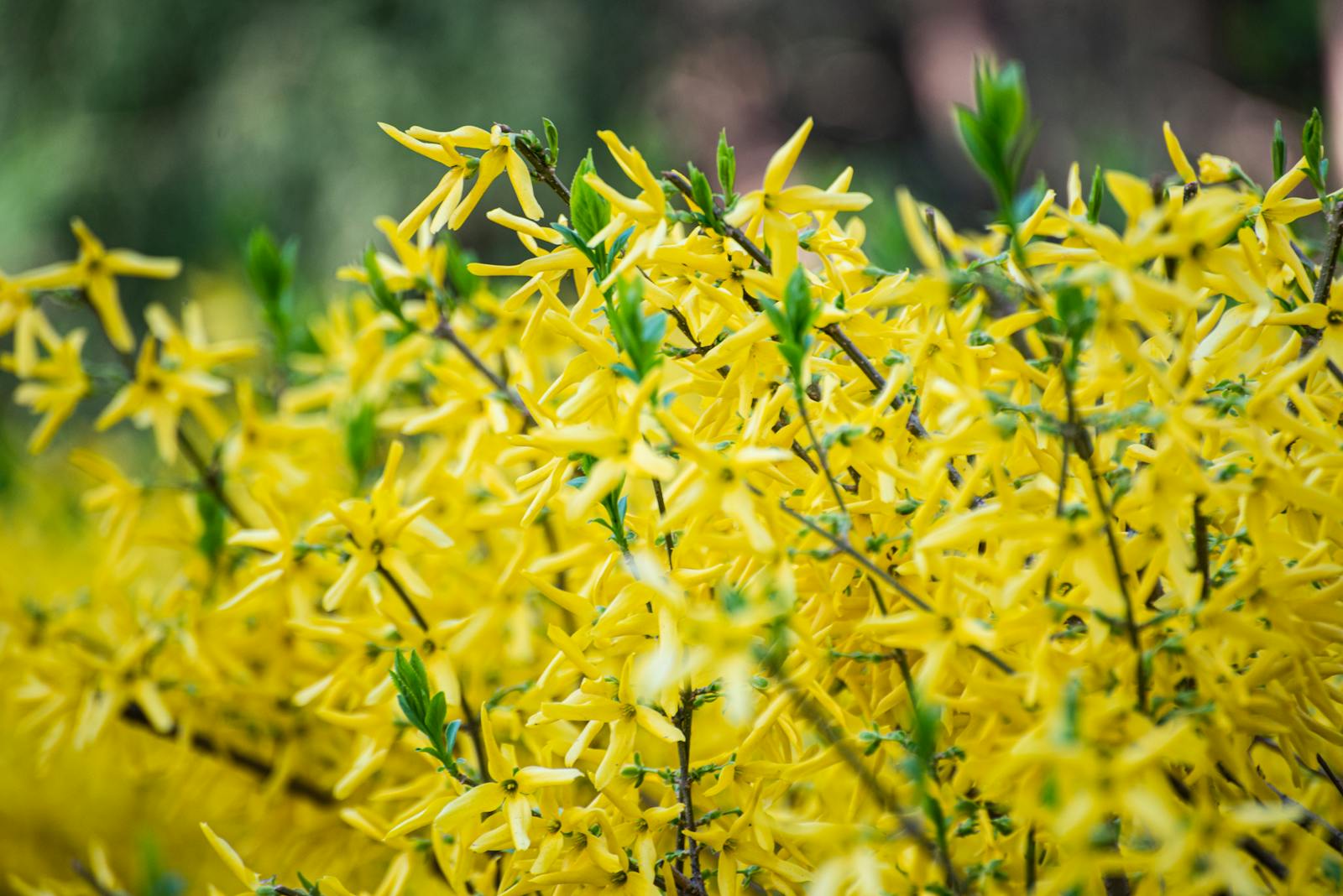Gelb blühender Strauch – Forsythie in voller Blüte im Frühling